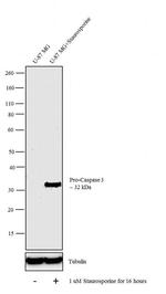 pro-Caspase 3 Antibody in Western Blot (WB)