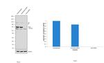 CHK2 Antibody in Western Blot (WB)