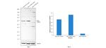 CHK2 Antibody in Western Blot (WB)