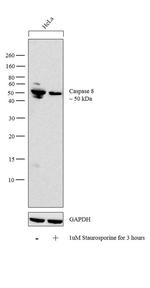 Caspase 8 Antibody in Western Blot (WB)