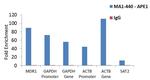 APE1 Antibody in ChIP Assay (ChIP)