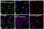 CIP2A Antibody