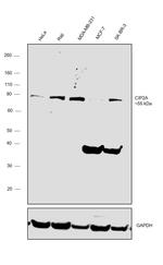 CIP2A Antibody in Western Blot (WB)