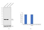 PGP9.5 Antibody in Western Blot (WB)