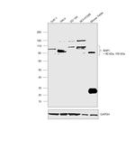 BAP1 Antibody in Western Blot (WB)