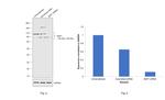 BAP1 Antibody in Western Blot (WB)