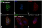 EpCAM Antibody in Immunocytochemistry (ICC/IF)