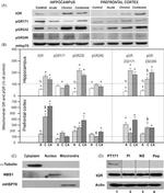 mtHSP70 Antibody in Western Blot (WB)