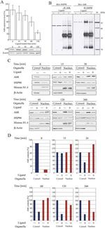 AHR Antibody in Western Blot, Immunoprecipitation (WB, IP)