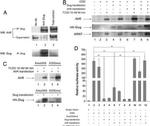 AHR Antibody in Western Blot (WB)