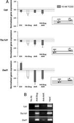 AHR Antibody in ChIP Assay (ChIP)