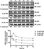 AHR Antibody in Western Blot (WB)