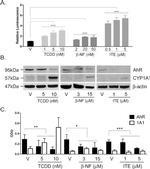 AHR Antibody in Western Blot (WB)