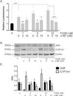 AHR Antibody in Western Blot (WB)