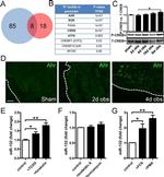 AHR Antibody in Immunohistochemistry (IHC)