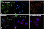 AHR Antibody