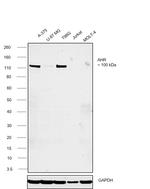 AHR Antibody in Western Blot (WB)