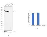 AHR Antibody in Western Blot (WB)