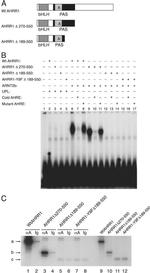 HIF-1 beta Antibody in Immunoprecipitation (IP)