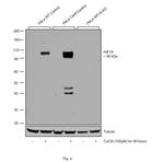 HIF1A Antibody in Western Blot (WB)