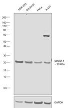 MAD2 Antibody in Western Blot (WB)