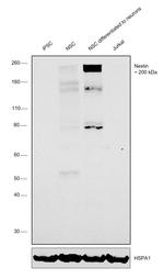 Nestin Antibody in Western Blot (WB)