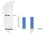 SMN1/SMN2 Antibody in Western Blot (WB)