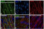 Ly-6A/E Antibody