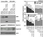 VDR Antibody in Western Blot (WB)