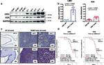 VDR Antibody in Western Blot, Immunohistochemistry (WB, IHC)