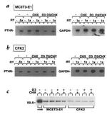 VDR Antibody in Western Blot (WB)