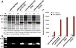 HIV1 nef Antibody in Western Blot (WB)