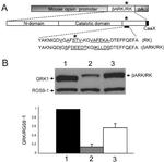 GRK1 Antibody in Western Blot (WB)