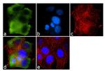 GRK1 Antibody in Immunocytochemistry (ICC/IF)