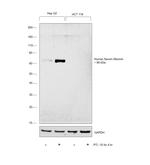 Human Serum Albumin Antibody in Western Blot (WB)