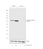 Human Serum Albumin Antibody