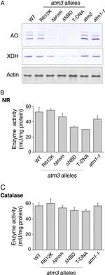 Actin Antibody in Western Blot (WB)