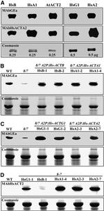 Actin Antibody in Western Blot (WB)