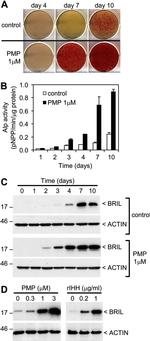 Actin Antibody in Western Blot (WB)