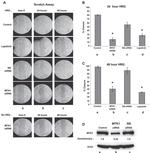 Actin Antibody in Western Blot (WB)