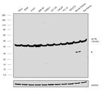 Actin Antibody in Western Blot (WB)