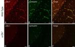 SNTB2 Antibody in Immunohistochemistry (IHC)