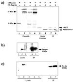 RAPSN Antibody in Western Blot (WB)