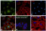 PrP Antibody in Immunocytochemistry (ICC/IF)