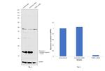 Presenilin 1 Antibody in Western Blot (WB)