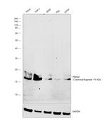 PSEN2 Antibody