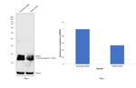 PSEN2 Antibody in Western Blot (WB)