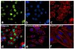 p53 Antibody in Immunocytochemistry (ICC/IF)