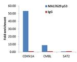 p53 Antibody