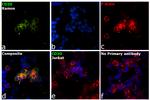 CD20 Antibody in Immunocytochemistry (ICC/IF)